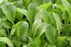 蔬菜農(nóng)藥殘留制約果蔬行業(yè)健康發(fā)展