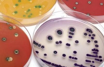 食品微生物檢測儀 食品微生物檢測儀