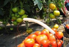 便攜式農(nóng)殘速測(cè)儀篩選出超標(biāo)農(nóng)產(chǎn)品