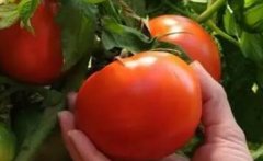 果蔬農殘檢測儀——守護農產品安全的重要武器