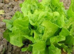 防控病蟲害不一定非得噴灑農藥，還可以？