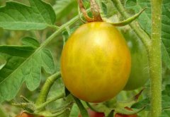 減藥控害工作需要農殘快速檢測儀