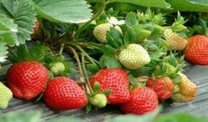 農殘快速檢測儀