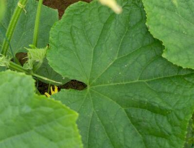 農(nóng)藥殘留檢測(cè)儀 農(nóng)藥殘留檢測(cè)儀