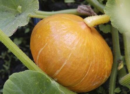 食品安全檢測儀 食品安全檢測儀