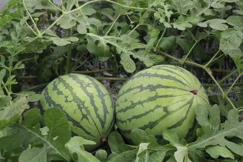 農(nóng)藥殘留檢測儀 農(nóng)藥殘留檢測儀