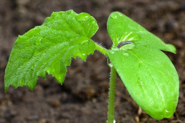 農藥殘留速測儀 農藥殘留速測儀