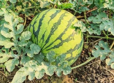 農殘快速檢測儀 農殘快速檢測儀