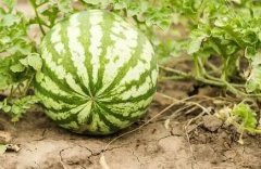 農藥殘留速測儀保障消費者“菜籃子”安全