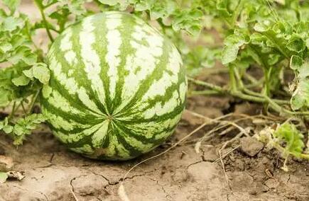 農藥殘留速測儀 農藥殘留速測儀