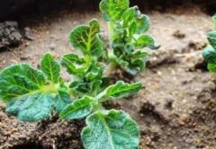 果蔬農殘速測儀保障“菜籃子”安全