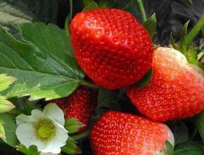 農殘快速檢測儀