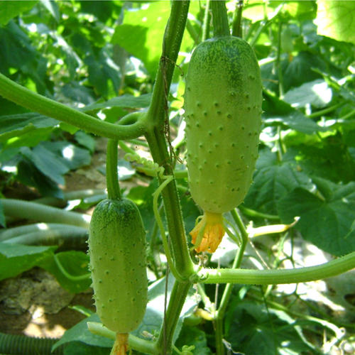 便攜式農藥殘留檢測儀