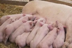 購買獸藥殘留速測(cè)儀時(shí),需要注意這個(gè)問題?